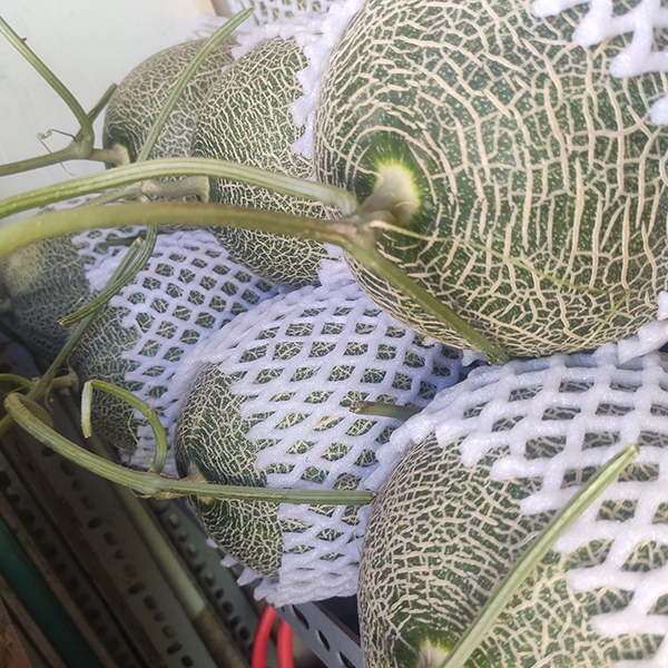 Dưa lưới xanh